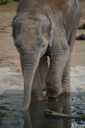 Twycross Zoo