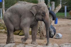 Twycross Zoo