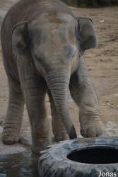 Twycross Zoo