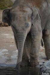 Twycross Zoo