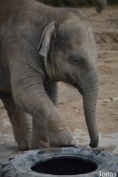 Twycross Zoo