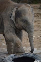 Twycross Zoo