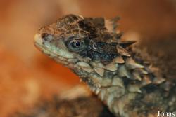 Cordylidae