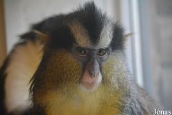 Twycross Zoo
