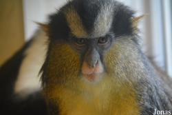 Twycross Zoo