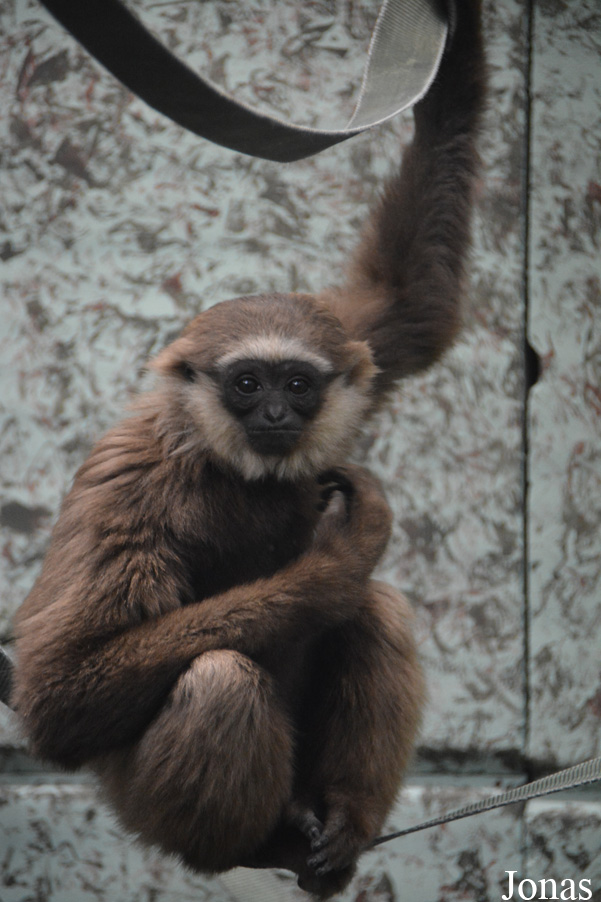 Twycross Zoo