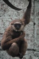 Twycross Zoo