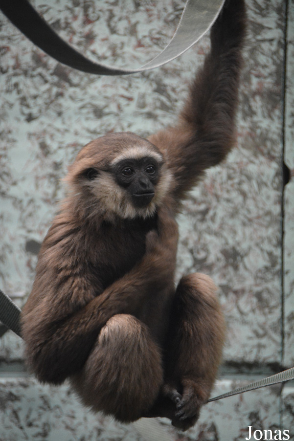 Twycross Zoo
