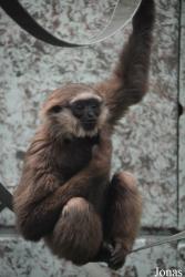Twycross Zoo