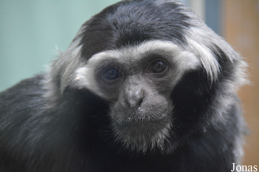 Twycross Zoo