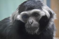 Twycross Zoo