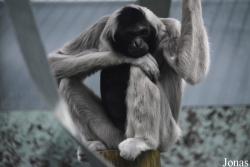 Twycross Zoo