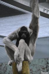 Twycross Zoo
