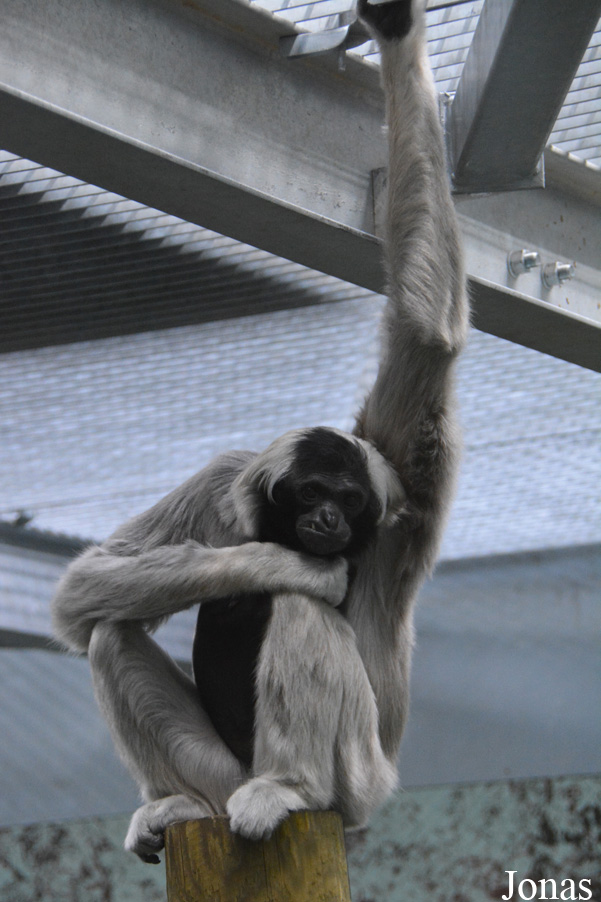 Twycross Zoo