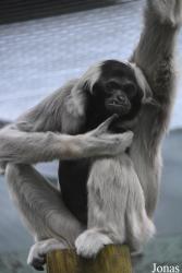 Twycross Zoo
