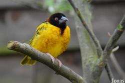 Twycross Zoo