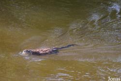 Ondatra zibethicus