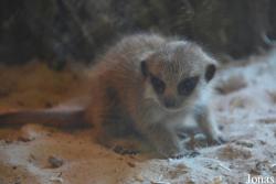 Tierpark Nordhorn