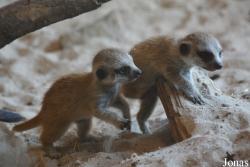 Tierpark Nordhorn