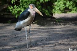 Tierpark Nordhorn