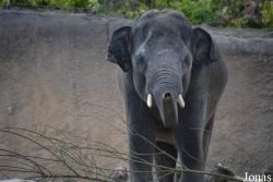 Wildlands Adventure Zoo Emmen
