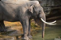 Wildlands Adventure Zoo Emmen