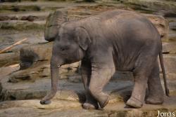 Wildlands Adventure Zoo Emmen