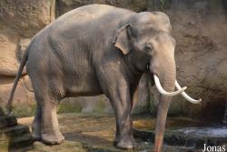 Wildlands Adventure Zoo Emmen