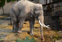 Wildlands Adventure Zoo Emmen