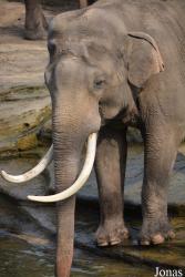 Wildlands Adventure Zoo Emmen