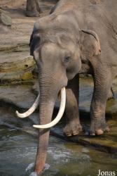 Wildlands Adventure Zoo Emmen