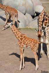Wildlands Adventure Zoo Emmen