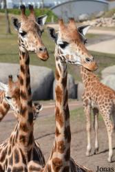 Wildlands Adventure Zoo Emmen