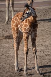 Wildlands Adventure Zoo Emmen