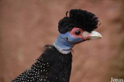 Chester Zoo