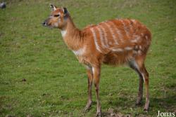 Chester Zoo