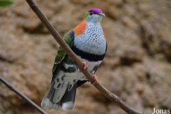 Chester Zoo