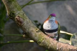 Chester Zoo