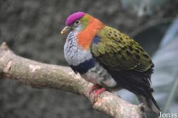 Chester Zoo