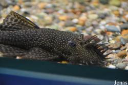 Chester Zoo