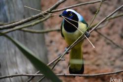 Chester Zoo