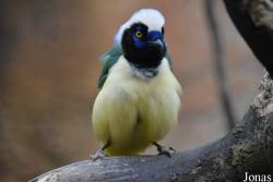 Chester Zoo