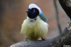 Chester Zoo