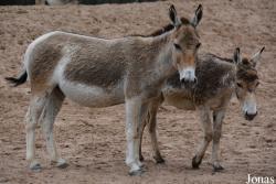 Chester Zoo