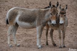 Chester Zoo