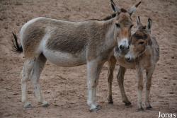 Chester Zoo