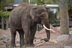 Chester Zoo