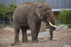 Chester Zoo