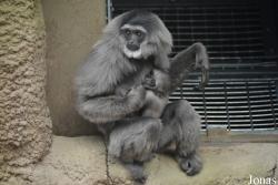 Chester Zoo