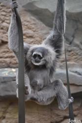 Chester Zoo